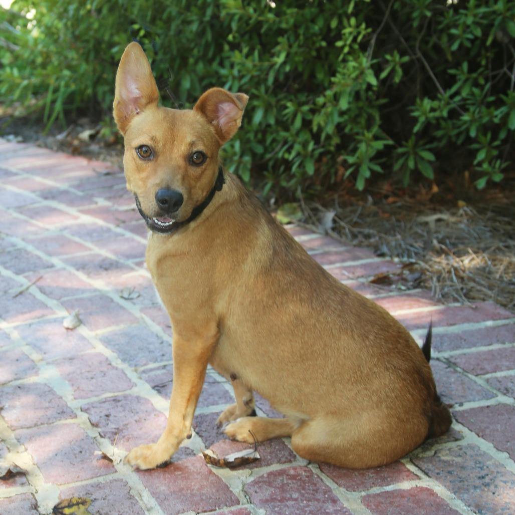Enlarge Goldie, a Adoptable Terrier in Natchitoches, LA image 5/6