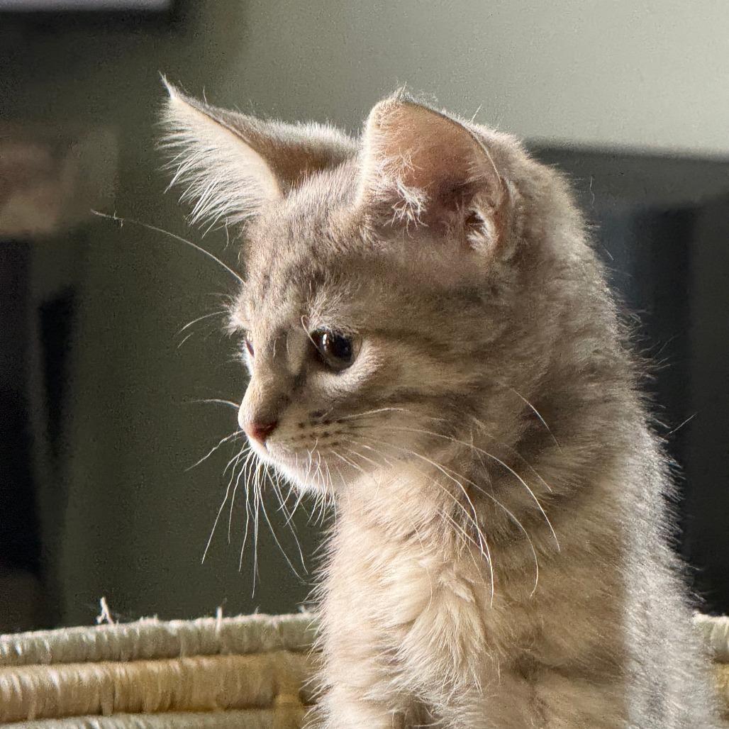 Tallie, Adoptable, Kitten Female Domestic Short Hair.