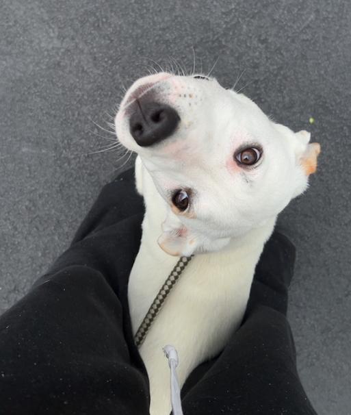 Enlarge Odin, a Adoptable mixed breed in Reeds Spring, MO image 2/3