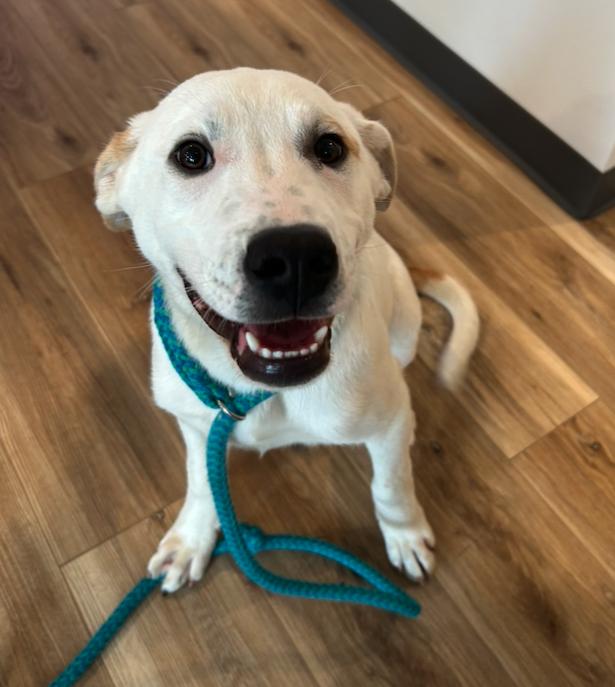 Odin, Adoptable, Young Male Labrador Retriever & Terrier.