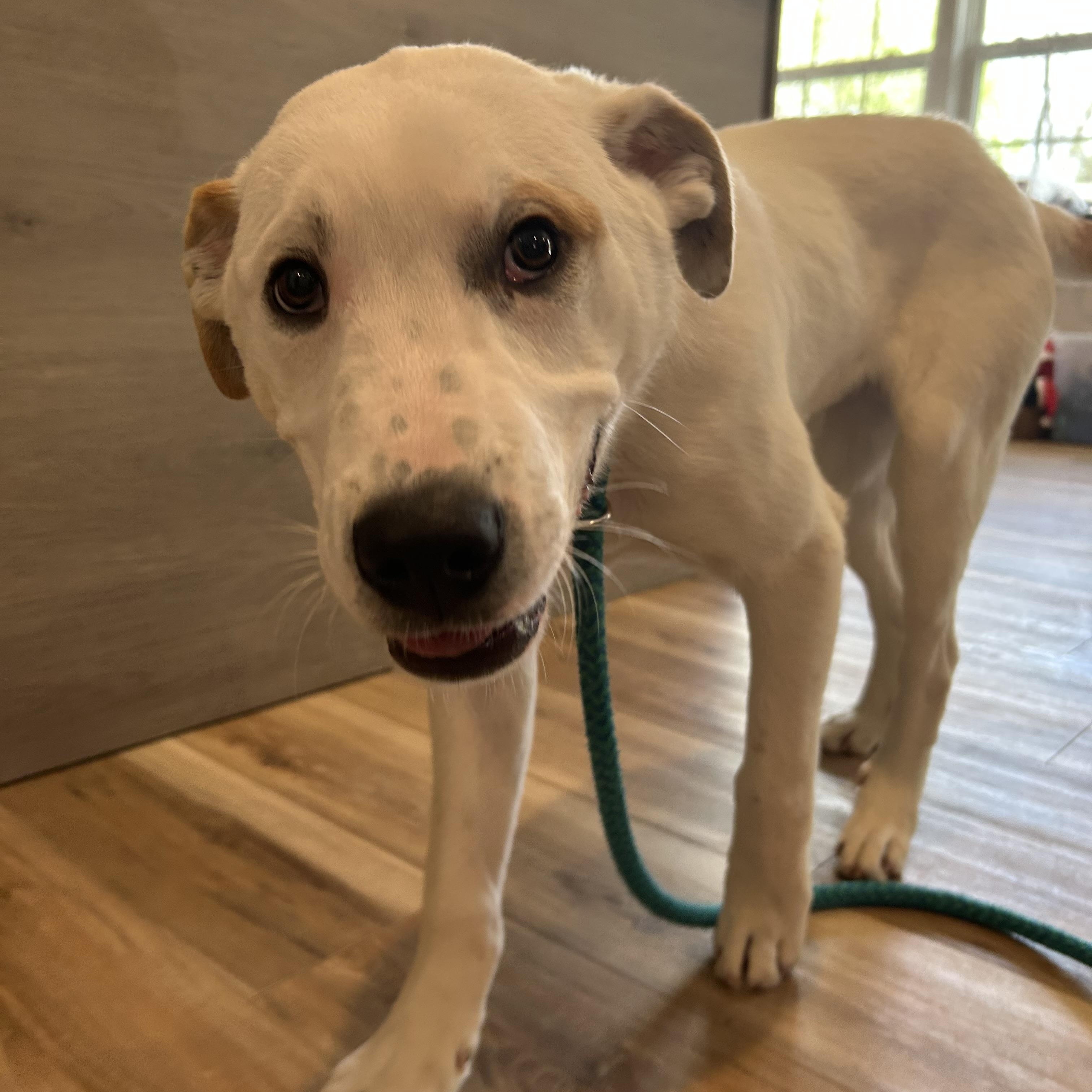 Enlarge Odin, a Adoptable mixed breed in Reeds Spring, MO image 3/3