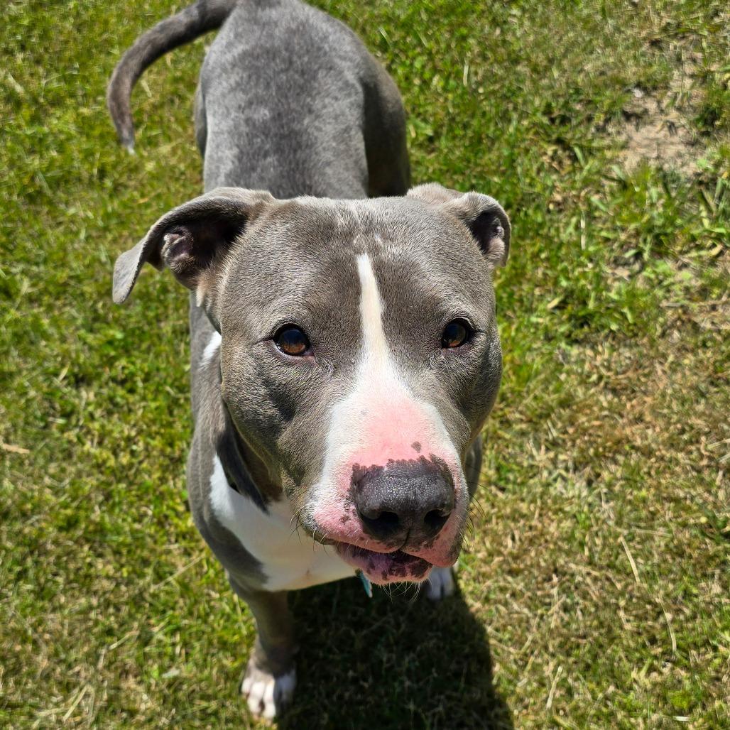 Jay, Adoptable, Adult Male Mixed Breed.