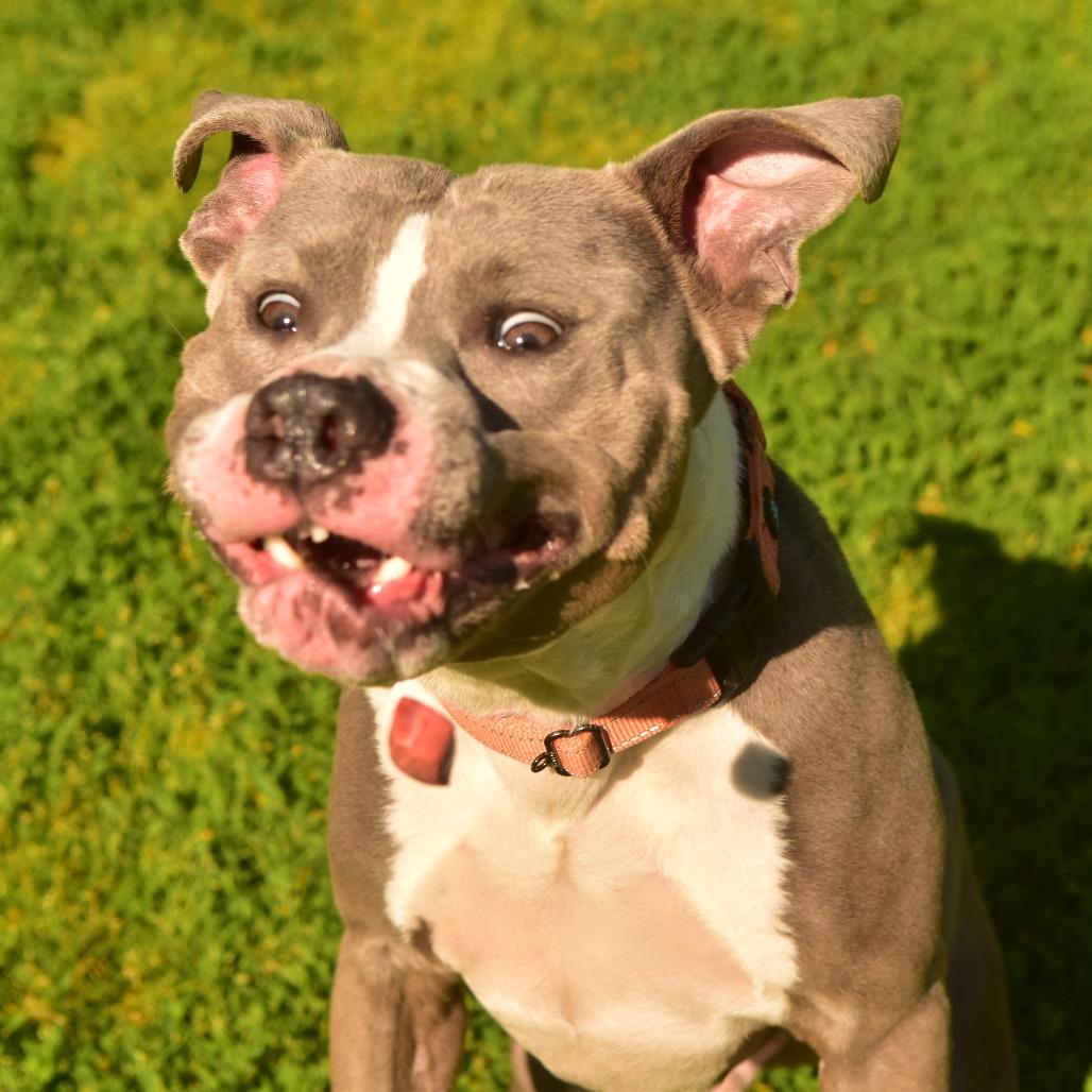 Jay, a Adoptable Mixed Breed in Owosso, MI image 2/6