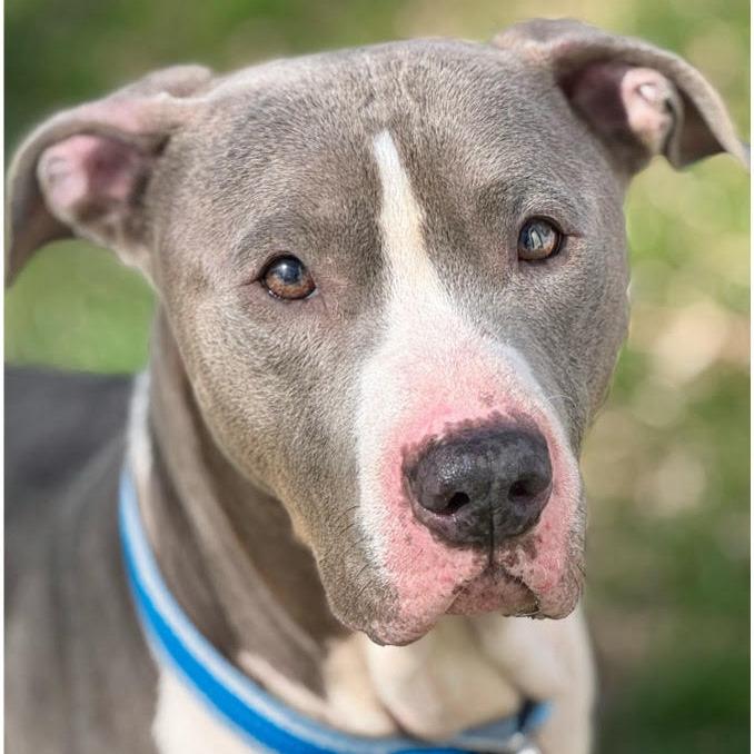 Jay, a Adoptable Mixed Breed in Owosso, MI image 3/6