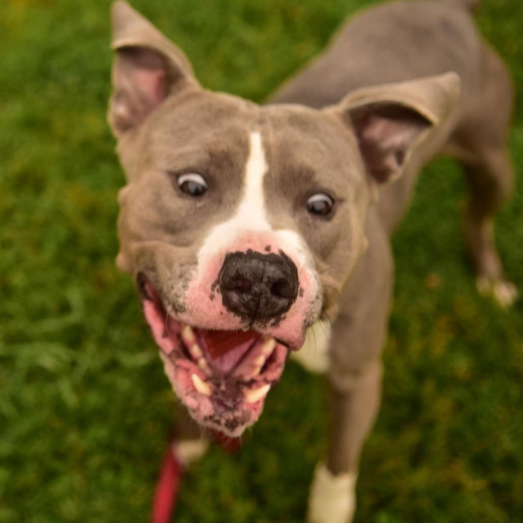 Jay, a Adoptable Mixed Breed in Owosso, MI image 4/6