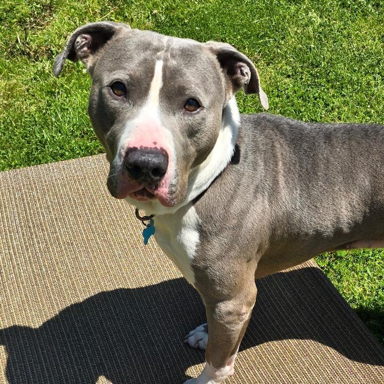 Jay, a Adoptable Mixed Breed in Owosso, MI image 5/6