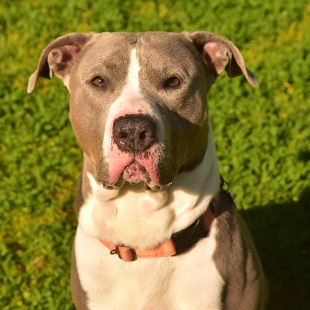 Jay, a Adoptable Mixed Breed in Owosso, MI image 6/6