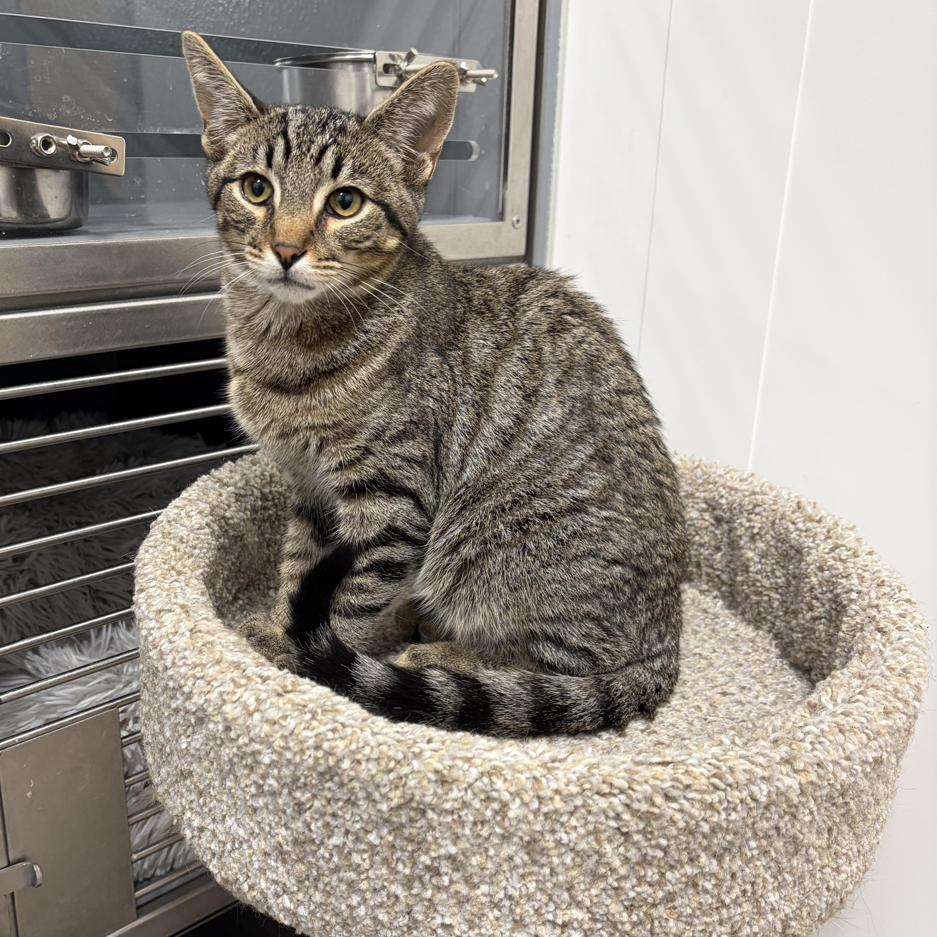 Enlarge Baker, an adopted Domestic Short Hair in Columbus , OH image 3/6