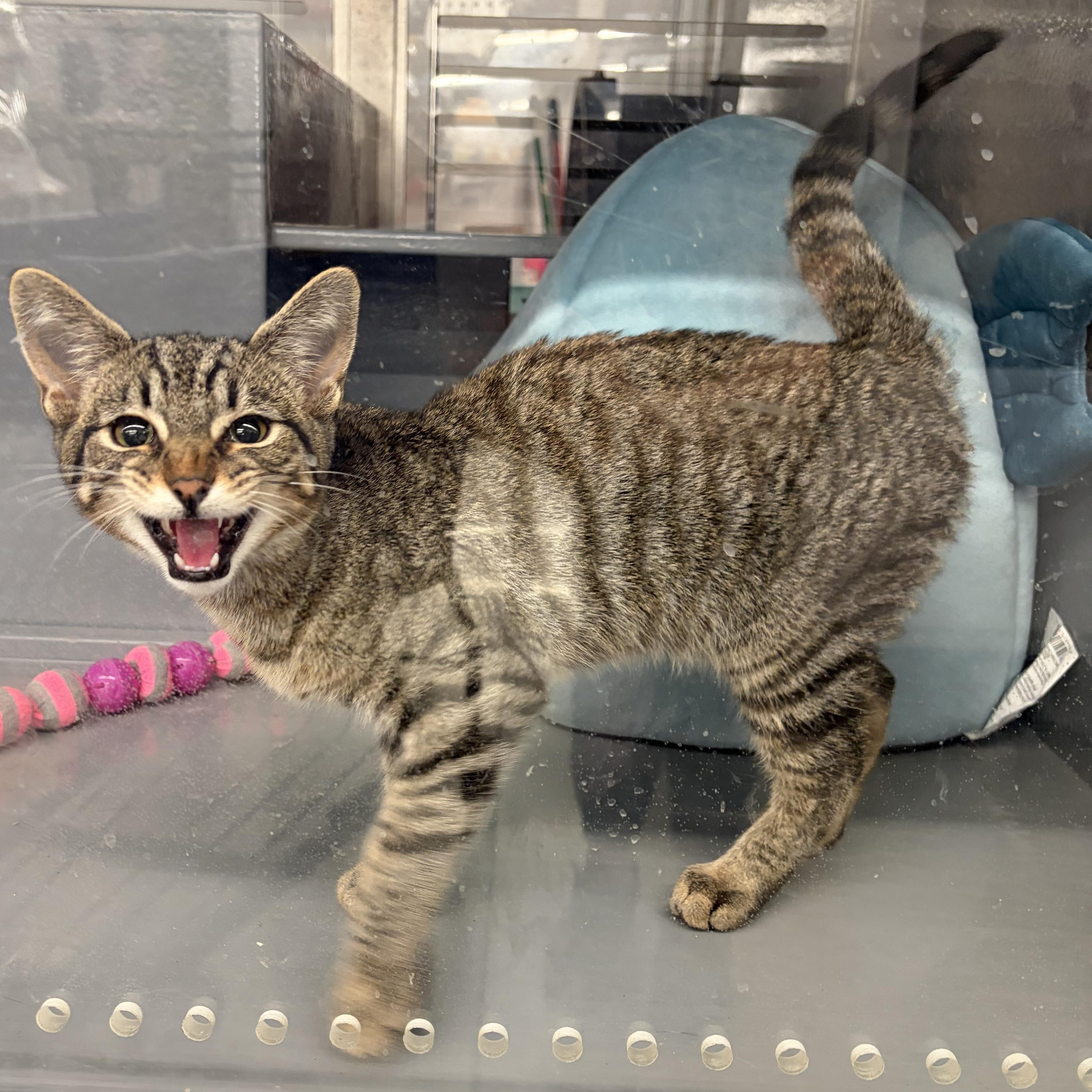 Enlarge Baker, an adopted Domestic Short Hair in Columbus , OH image 5/6
