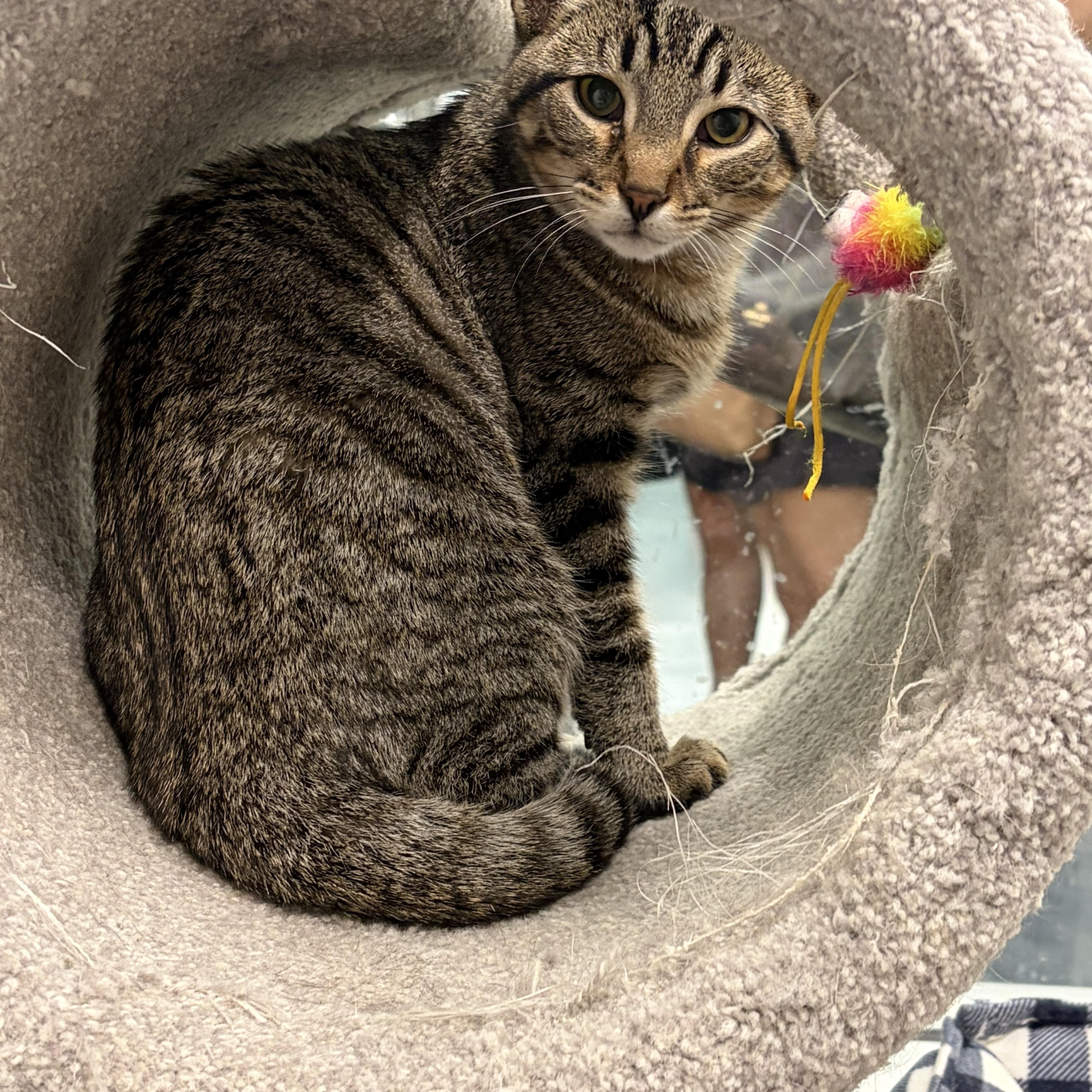 Enlarge Baker, an adopted Domestic Short Hair in Columbus , OH image 4/6