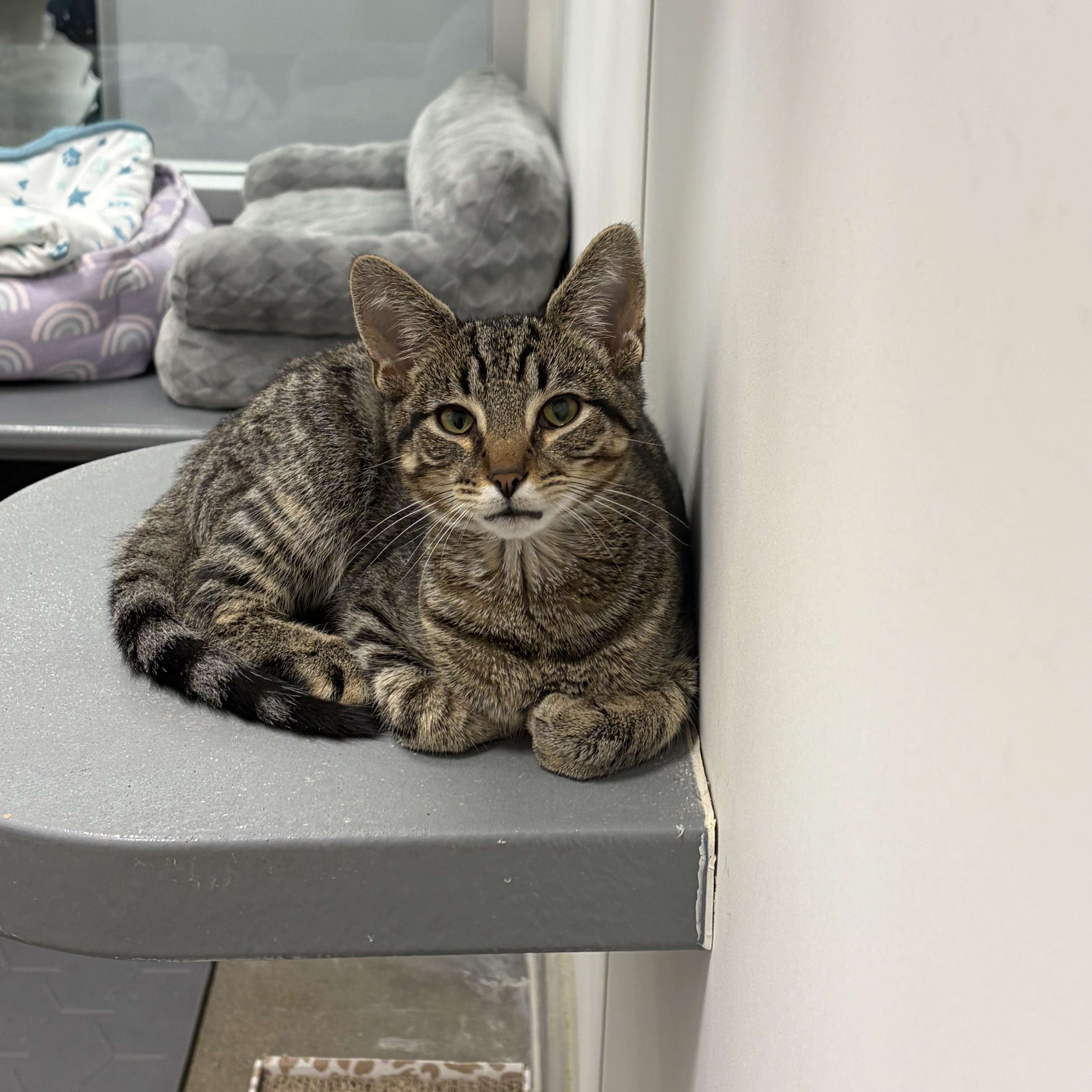 Baker, adopted, Kitten Male Domestic Short Hair.