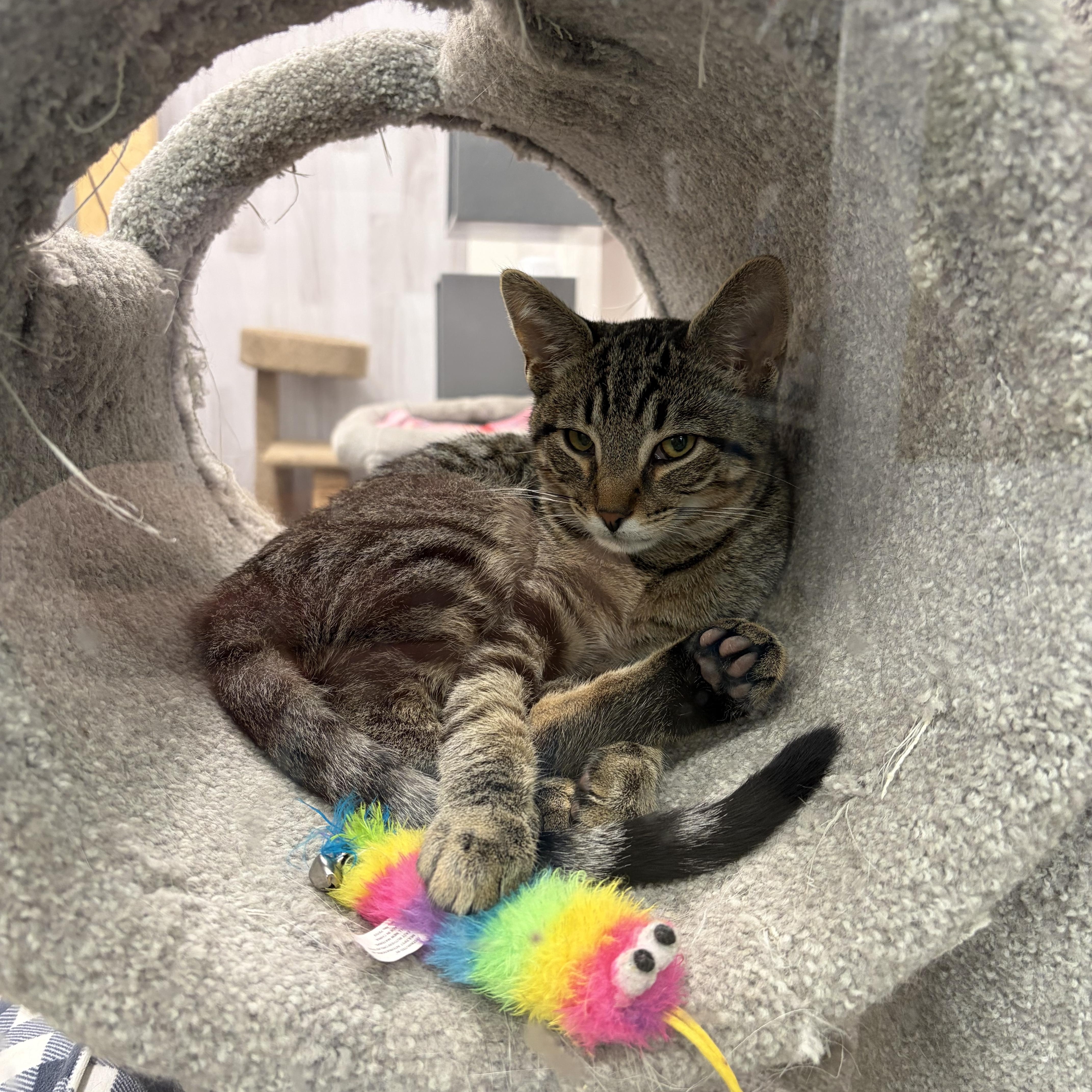 Enlarge Baker, an adopted Domestic Short Hair in Columbus , OH image 2/6