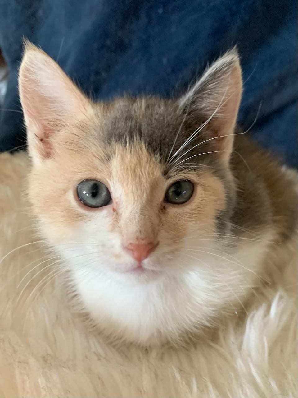 Veronica, an adopted Dilute Calico in Pasco, WA image 2/6