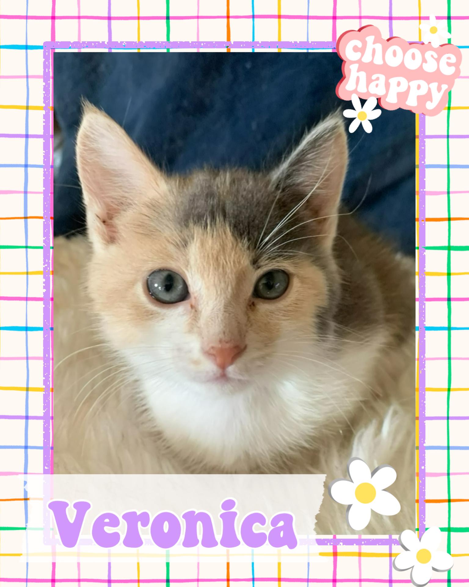 Veronica, adopted, Kitten Female Dilute Calico.