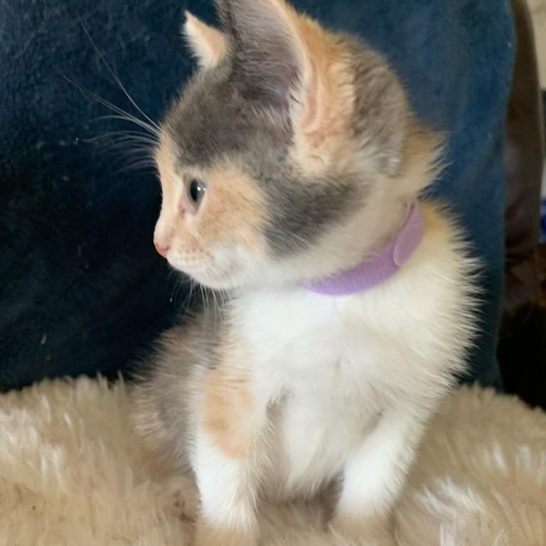 Veronica, an adopted Dilute Calico in Pasco, WA image 6/6