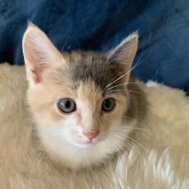 Veronica, an adopted Dilute Calico in Pasco, WA image 3/6