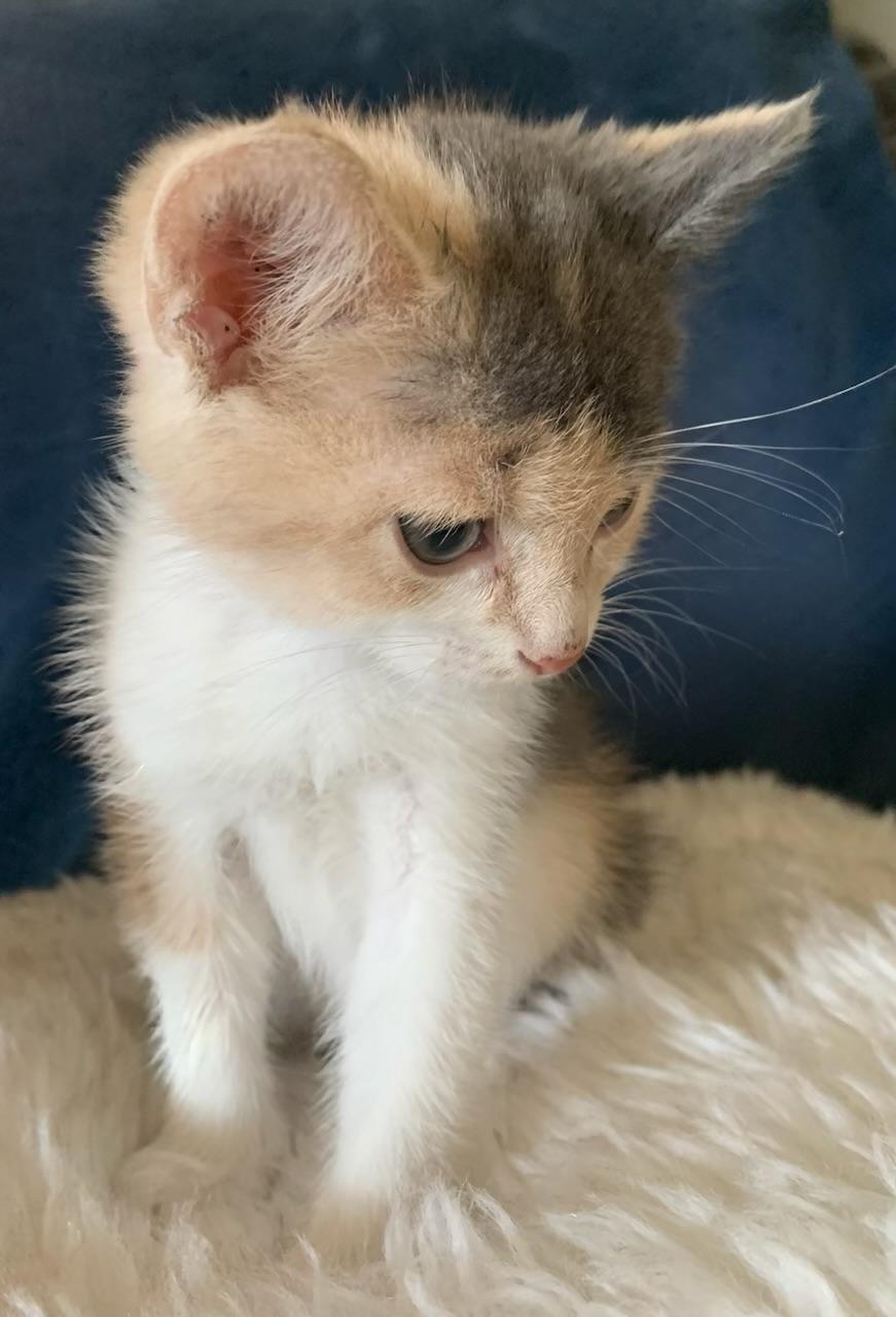 Veronica, an adopted Dilute Calico in Pasco, WA image 4/6