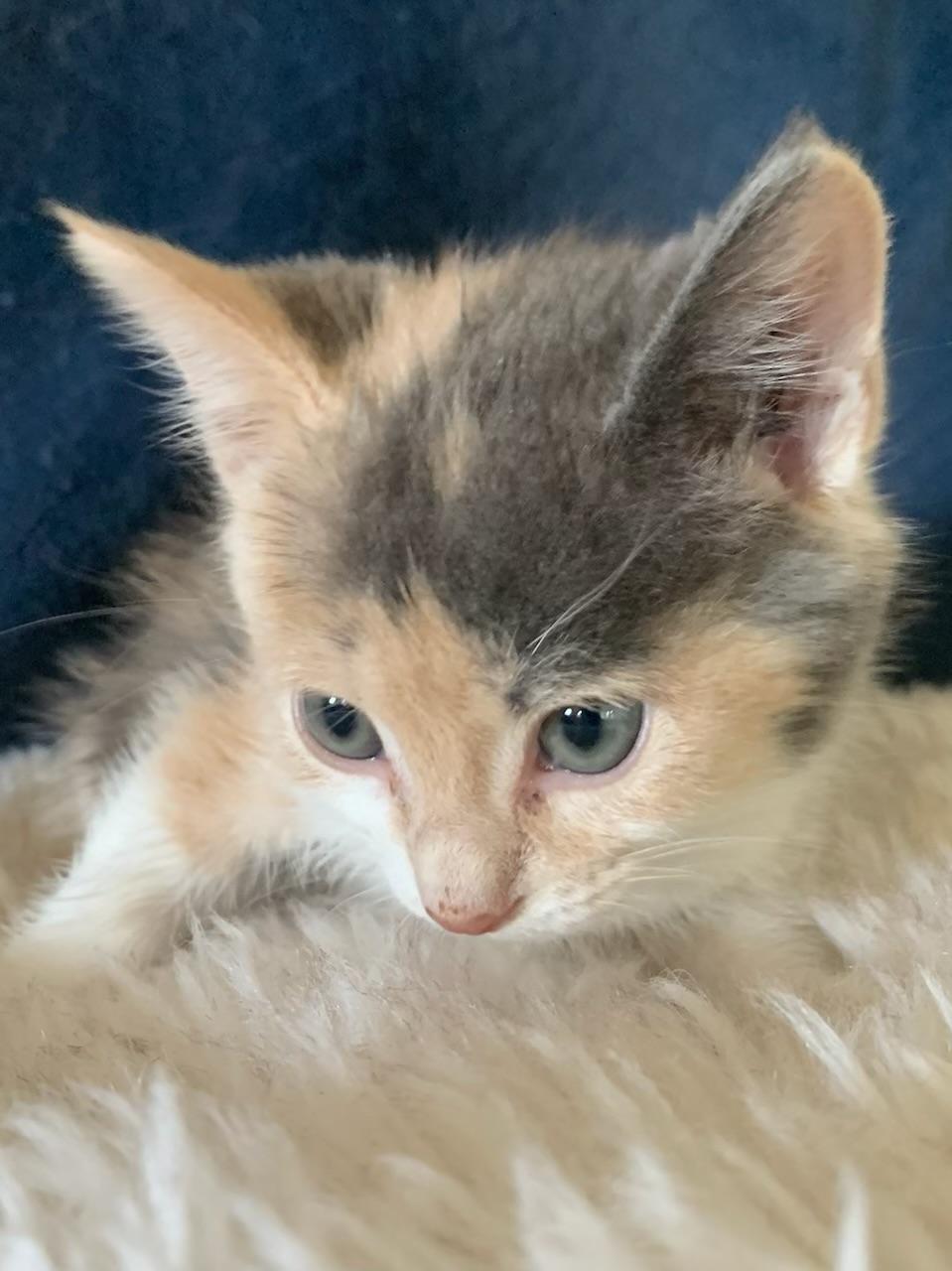 Veronica, an adopted Dilute Calico in Pasco, WA image 5/6