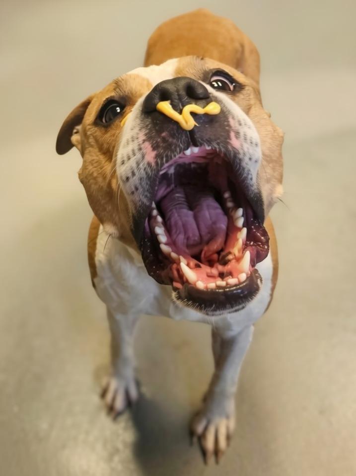 Honey, Adoptable, Adult Female Mixed Breed.