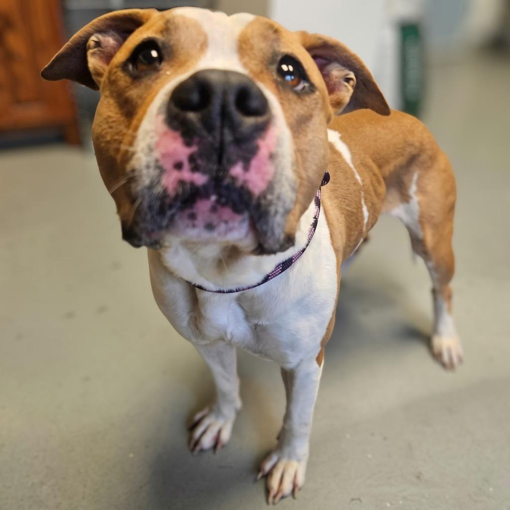 Enlarge Honey, a Adoptable mixed breed in Barron, WI image 2/2