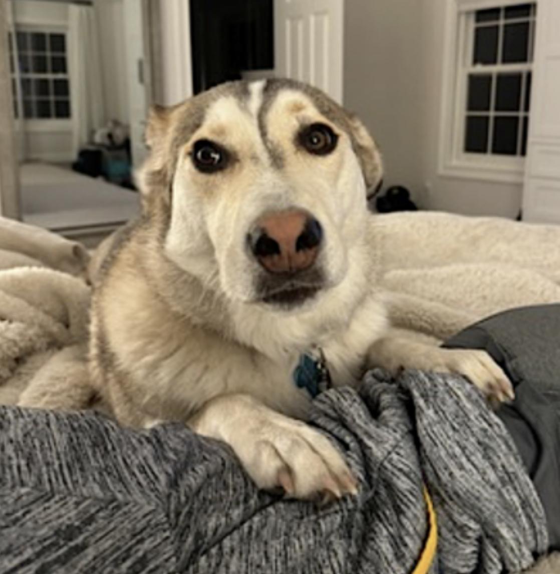 Kippa — thumbnail 3