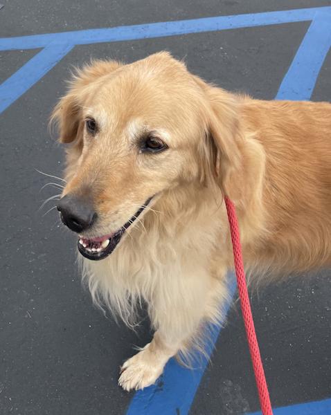 Enlarge Parker Rose, a ADOPTABLE Golden Retriever in Los Angeles, CA image 6/6