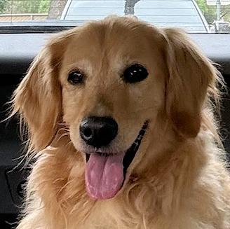 Parker Rose, ADOPTABLE, Adult Female Golden Retriever.