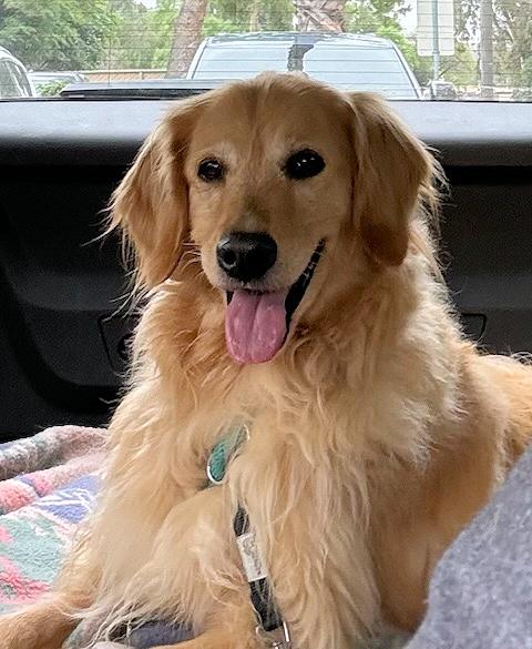 Enlarge Parker Rose, a ADOPTABLE Golden Retriever in Los Angeles, CA image 3/6