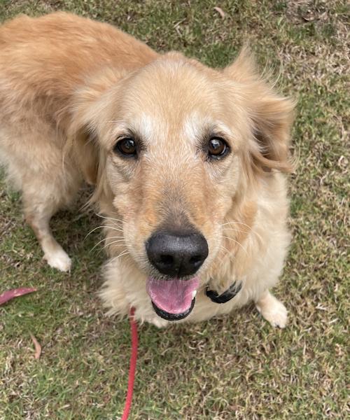 Enlarge Parker Rose, a ADOPTABLE Golden Retriever in Los Angeles, CA image 5/6
