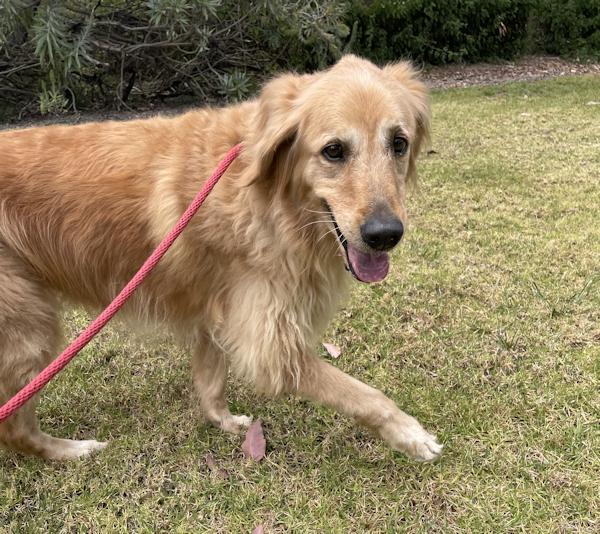 Enlarge Parker Rose, a ADOPTABLE Golden Retriever in Los Angeles, CA image 4/6