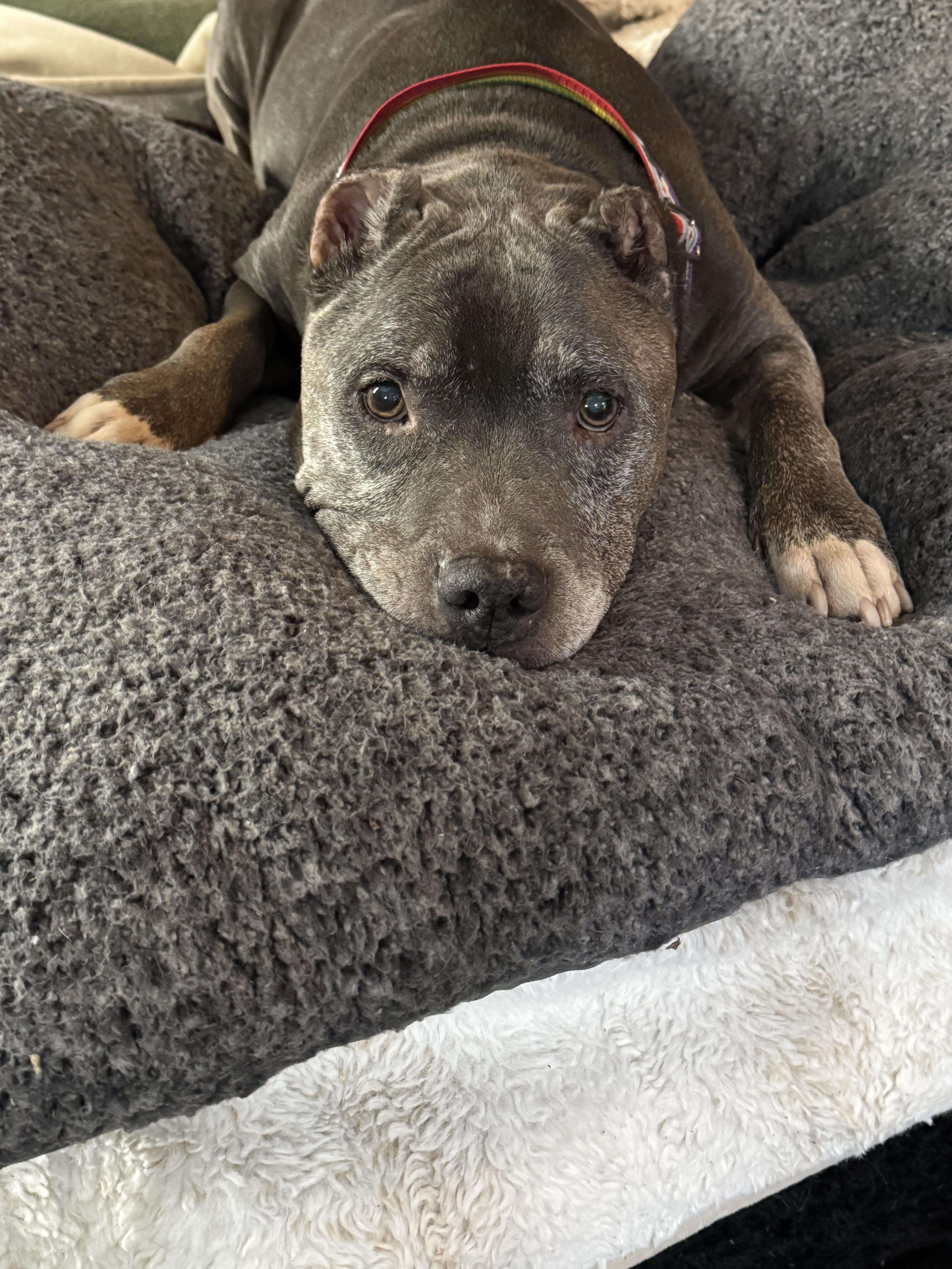 Enlarge Larry, a Adopted Pit Bull Terrier in Wheaton, IL image 1/3