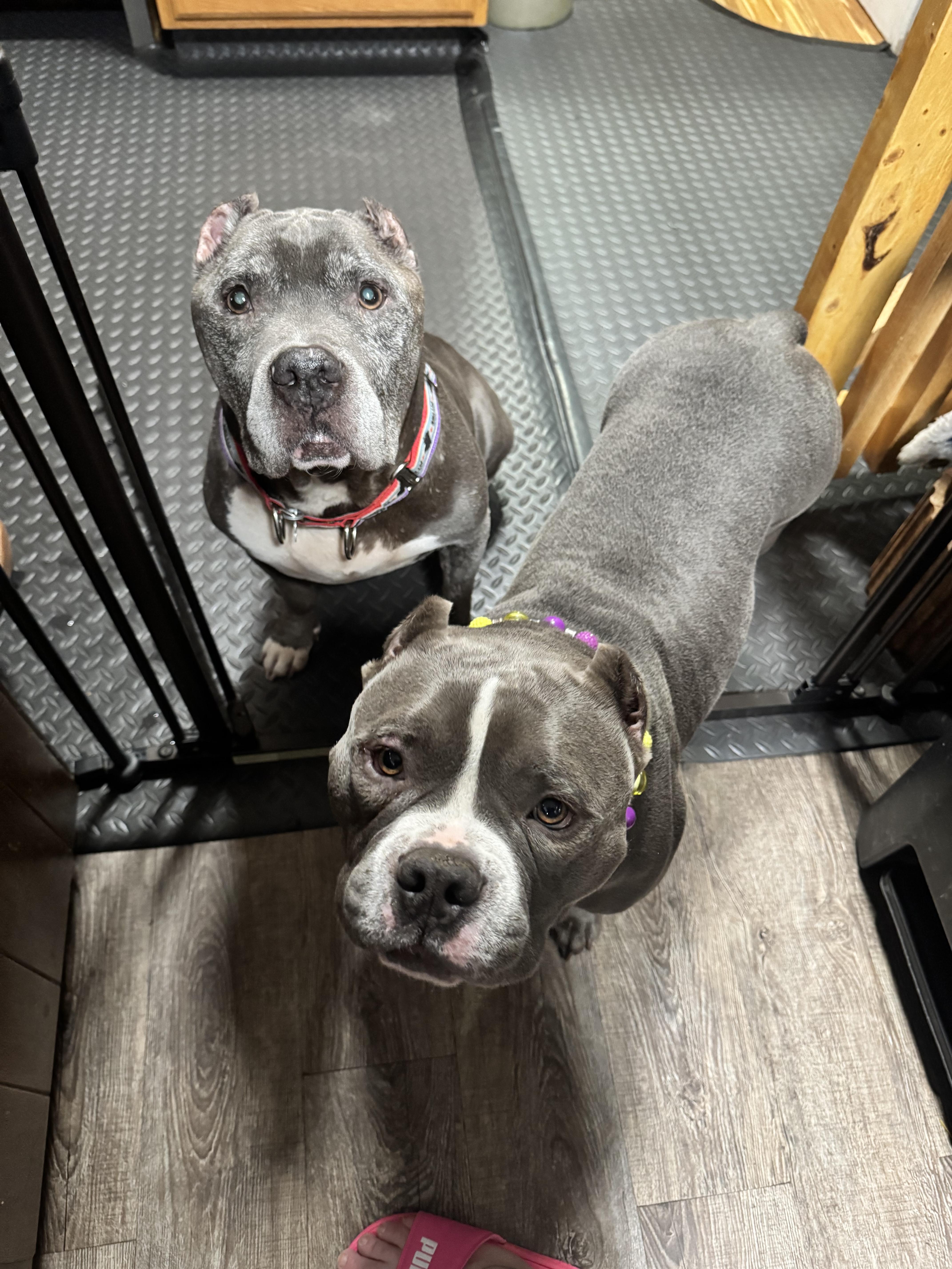 Enlarge Larry, a Adopted Pit Bull Terrier in Wheaton, IL image 2/3