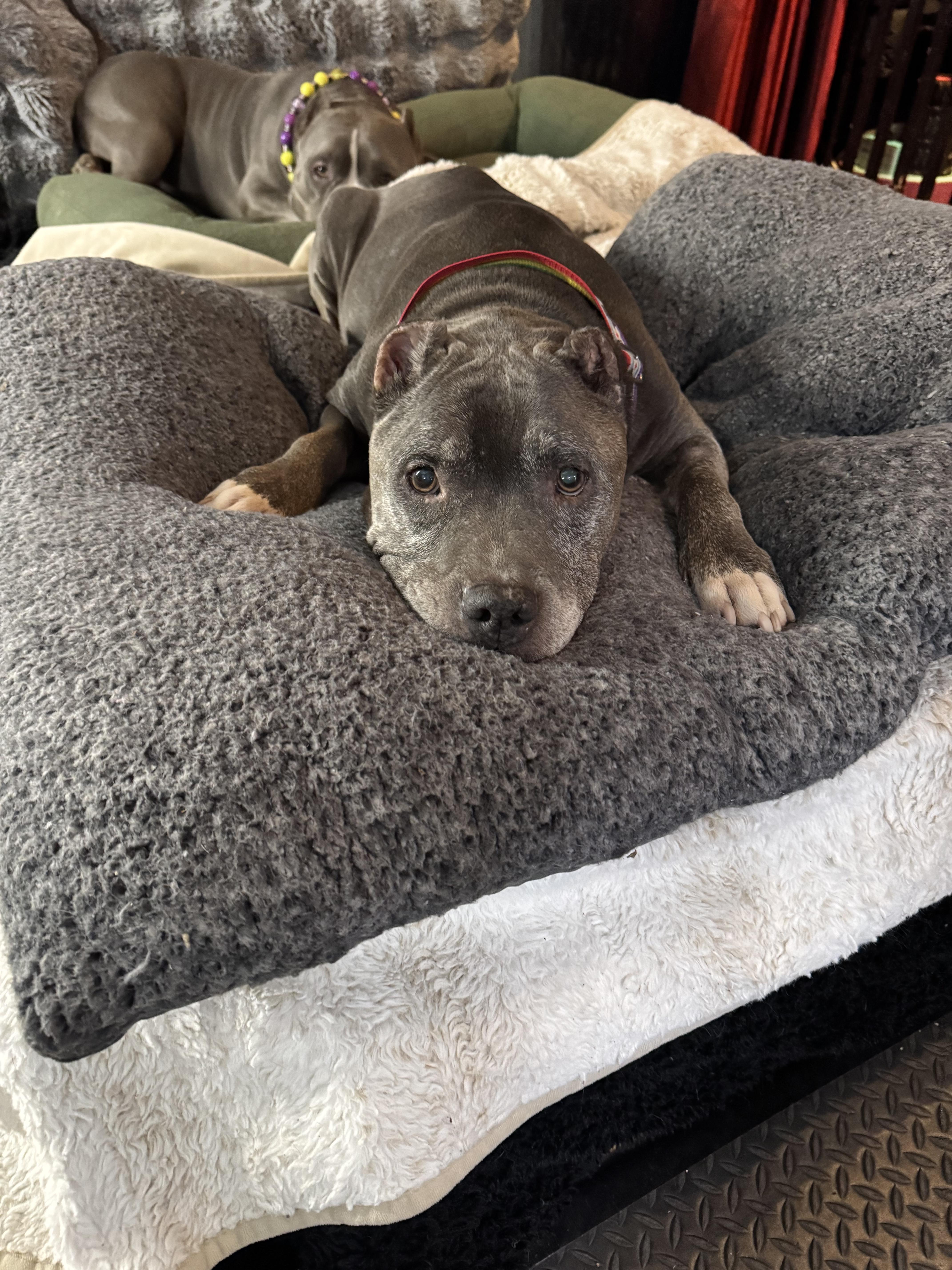 Enlarge Larry, a Adopted Pit Bull Terrier in Wheaton, IL image 3/3