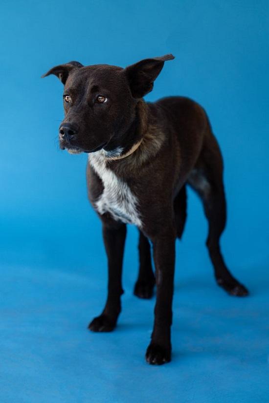 BRUNO, ADOPTABLE, Young Male Mixed Breed.