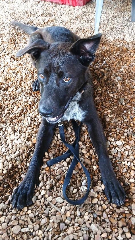 BRUNO, a ADOPTABLE Mixed Breed in Pegram, TN image 3/4