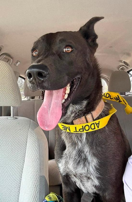 Enlarge BRUNO, an adopted Mixed Breed in Pegram, TN image 6/6