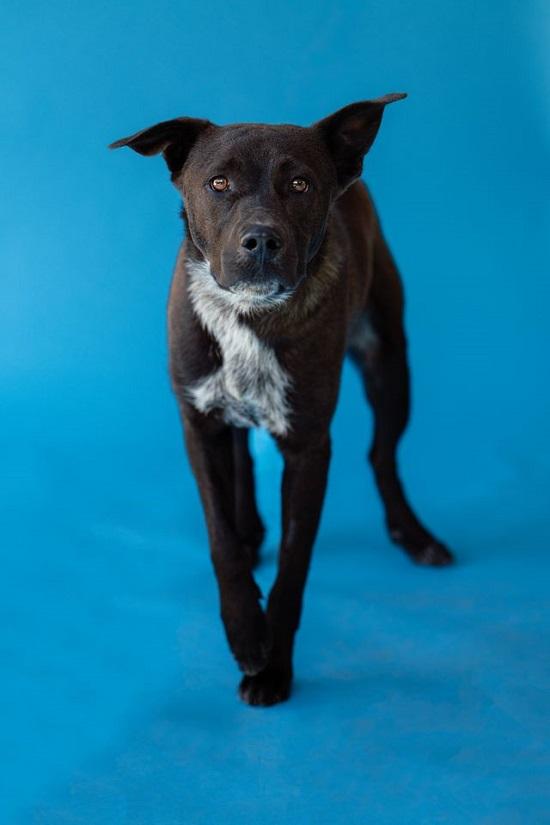 Enlarge BRUNO, an adopted Mixed Breed in Pegram, TN image 5/6