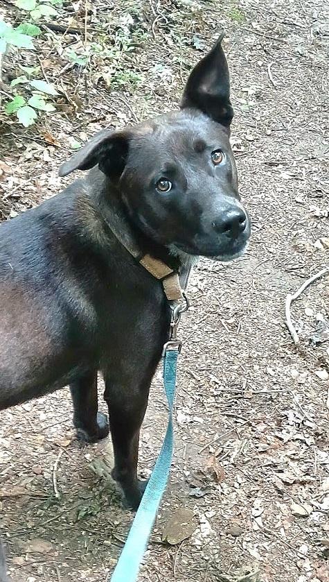 Enlarge BRUNO, a ADOPTABLE Mixed Breed in Pegram, TN image 6/6