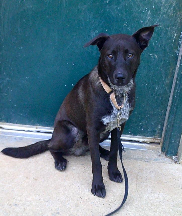 BRUNO, a ADOPTABLE Mixed Breed in Pegram, TN image 2/4