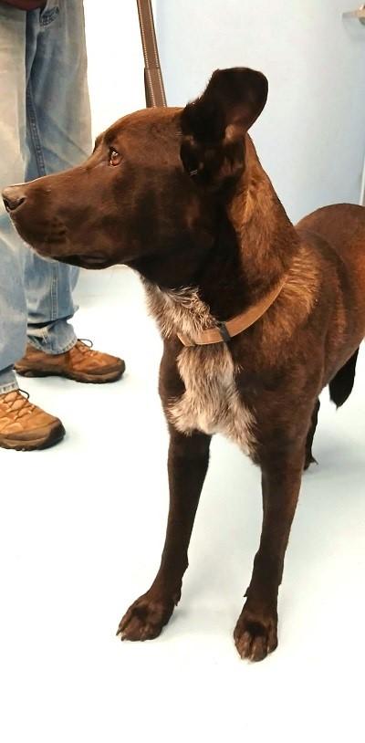 BRUNO, a ADOPTABLE Mixed Breed in Pegram, TN image 4/4