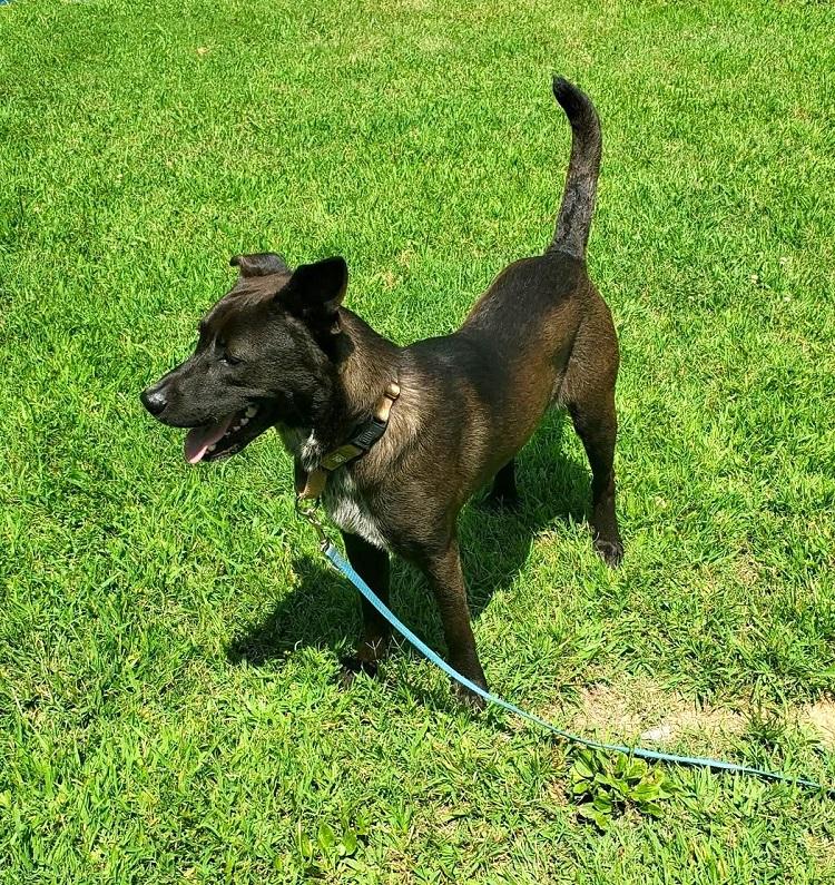 BRUNO, a ADOPTABLE Mixed Breed in Pegram, TN image 1/4