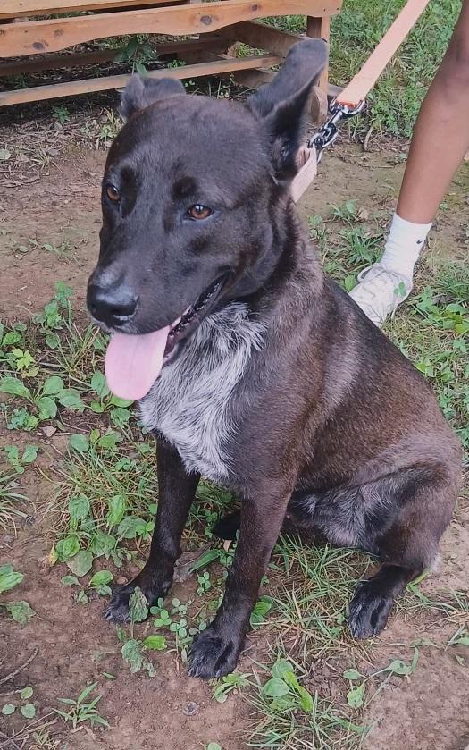 Enlarge BRUNO, a ADOPTABLE Mixed Breed in Pegram, TN image 5/6
