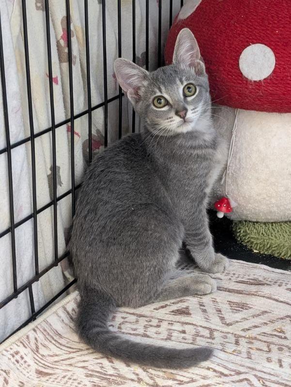 Noodles (extremely friendly)