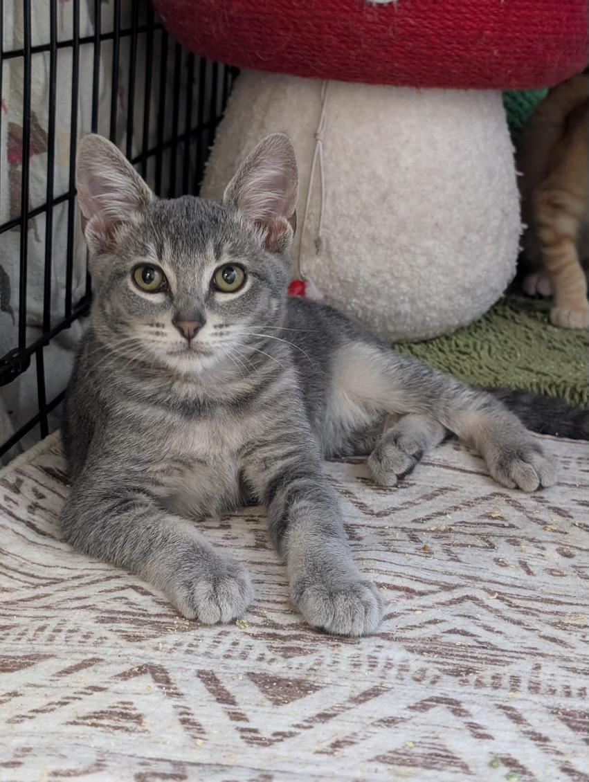 Noodles (extremely friendly)