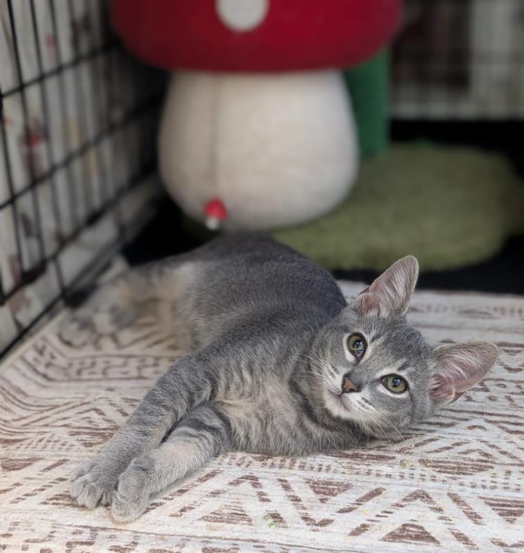 Noodles (extremely friendly)