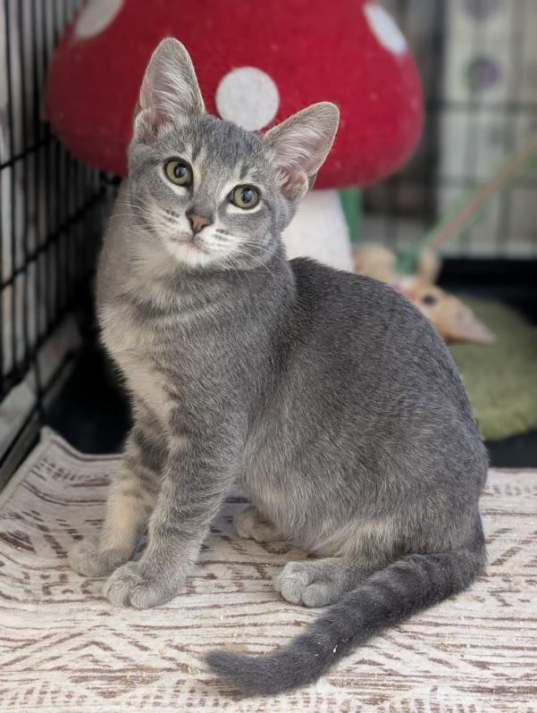 Noodles (extremely friendly)