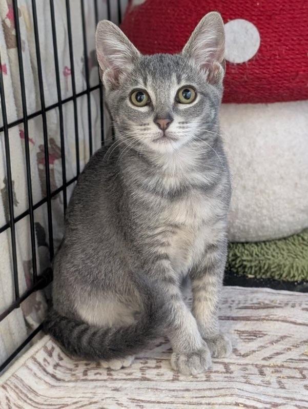 Noodles (extremely friendly)