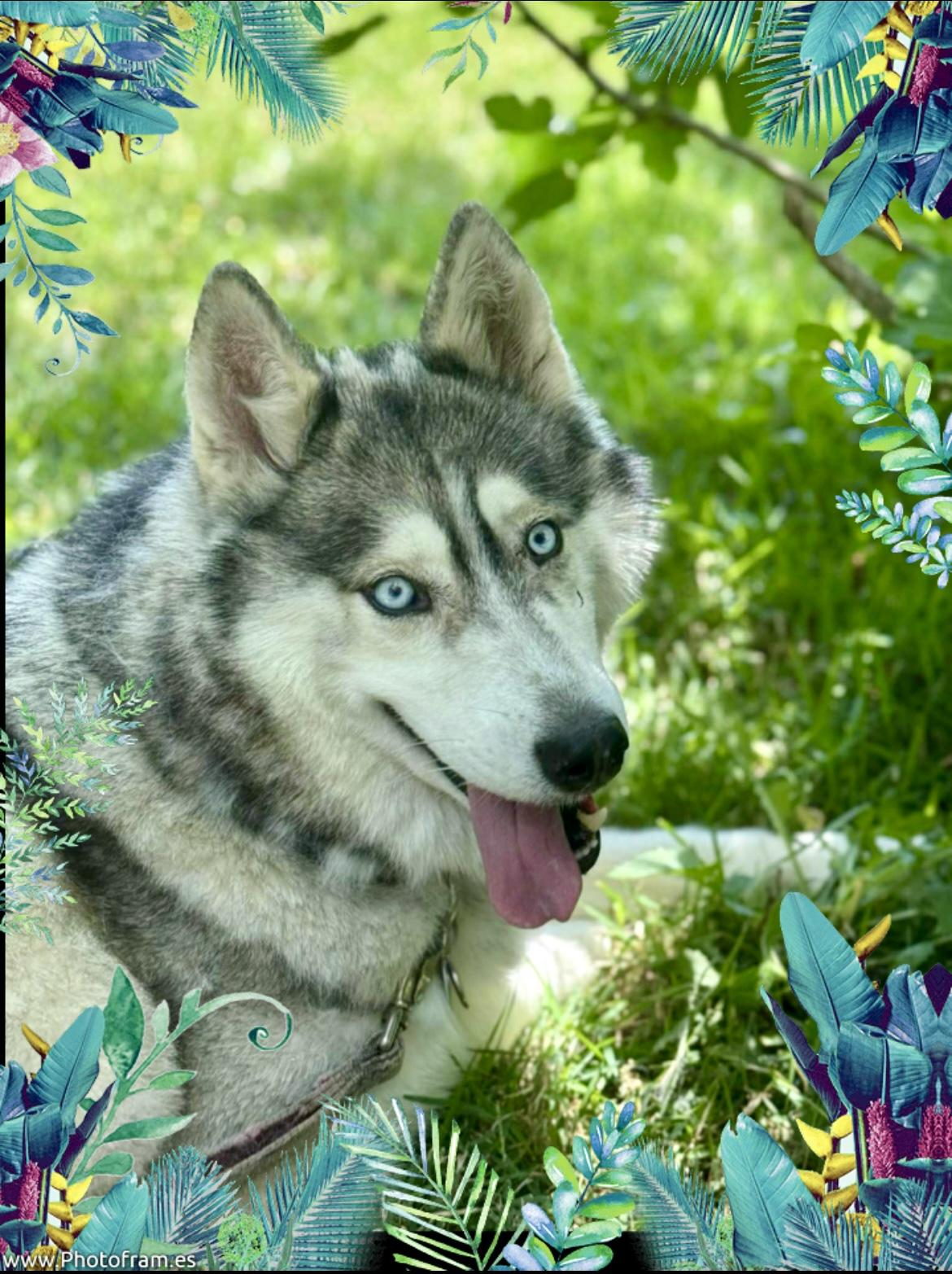 Enlarge Foxy, a Adopted Siberian Husky in Mobile, AL image 1/5