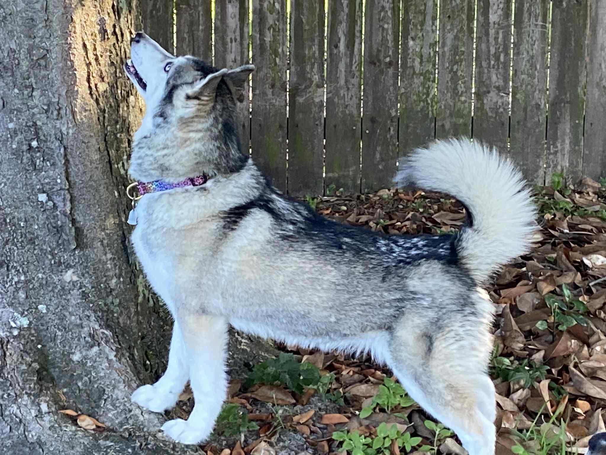 Enlarge Foxy, a Adopted Siberian Husky in Mobile, AL image 2/5