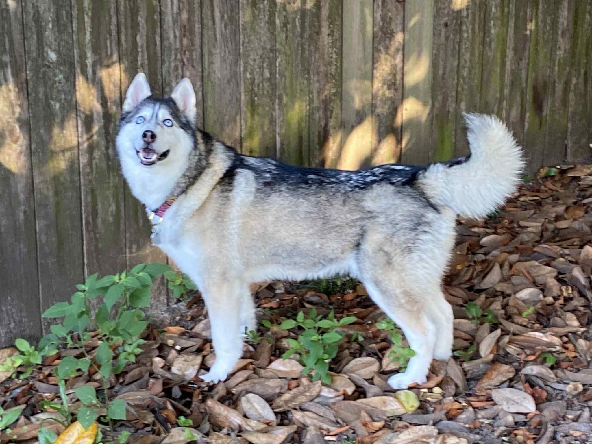 Enlarge Foxy, a Adopted Siberian Husky in Mobile, AL image 3/5